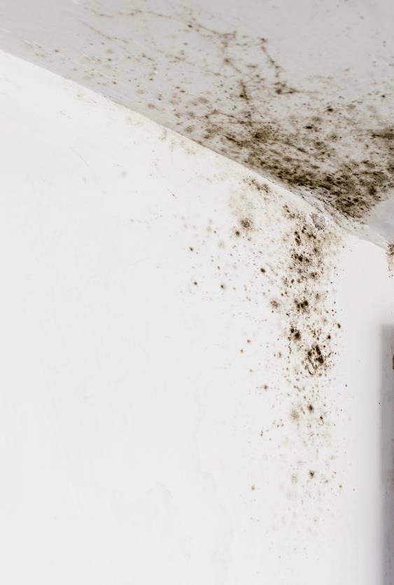 Black mold growing on a white wall and ceiling in a corner.