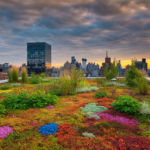 Green roof on an NYC building at sunset, featuring colorful vegetation with a vibrant city skyline in the background.